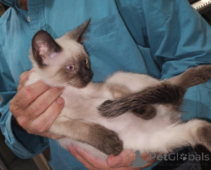 Foto №1. siamkatze - zum Verkauf in der Stadt Lüneburg | 350€ | Ankündigung № 173647