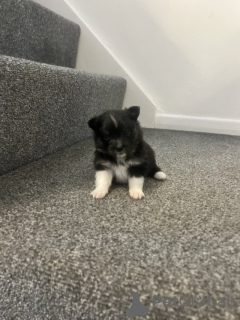 Foto №4. Ich werde verkaufen pommersche spitz in der Stadt Paris.  - preis - Frei