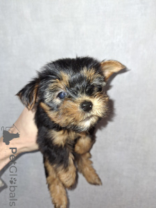 Foto №2 zu Ankündigung № 161488 zu verkaufen biewer terrier, bichon frisé, west highland white terrier, yorkshire terrier, lakeland terrier - einkaufen Litauen quotient 	ankündigung, vom kindergarten, züchter