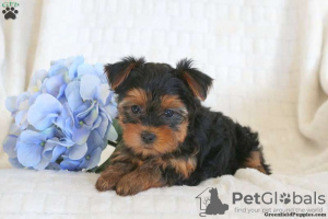 Foto №3. Yorkshire-Terrier-Welpen. Deutschland