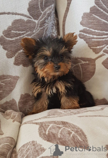 Foto №2 zu Ankündigung № 167525 zu verkaufen yorkshire terrier - einkaufen Dänemark quotient 	ankündigung, züchter