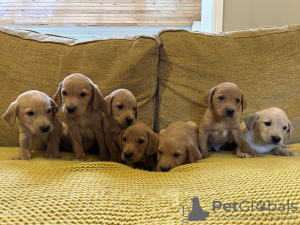 Foto №3. Beautiful Litter of 7 Labrador Puppies. Australien