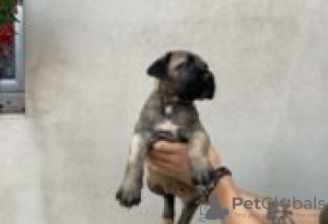 Foto №3. Cane Corso puppies for sale. Deutschland