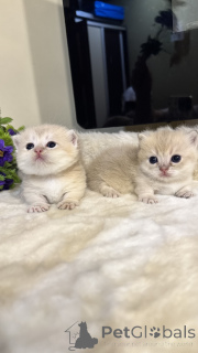 Foto №2 zu Ankündigung № 168801 zu verkaufen munchkin - einkaufen Usbekistan 