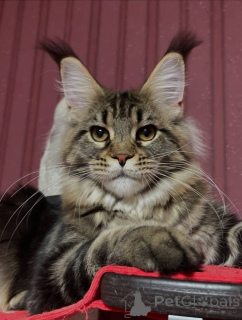 Foto №3. Maine-Coon-Kätzchen. USA