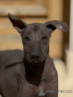 Foto №2 zu Ankündigung № 146941 zu verkaufen xoloitzcuintle - einkaufen Belgien züchter