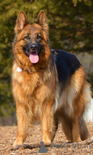 Foto №1. deutscher schäferhund - zum Verkauf in der Stadt Osttexas | 4359€ | Ankündigung № 168815