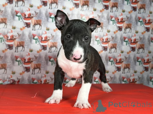 Foto №2 zu Ankündigung № 175422 zu verkaufen bullterrier - einkaufen Litauen quotient 	ankündigung, züchter