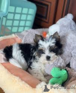 Foto №1. yorkshire terrier - zum Verkauf in der Stadt Rotterdam | 700€ | Ankündigung № 165607