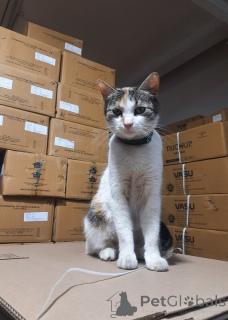 Foto №3. Achten Sie auf unser süßes Mädchen musya!. Russische Föderation