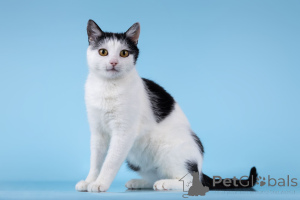 Foto №1.  - zum Verkauf in der Stadt Chimki | Frei | Ankündigung № 166072