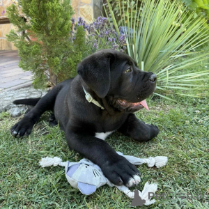 Foto №2 zu Ankündigung № 171213 zu verkaufen cane corso italiano - einkaufen Polen züchter