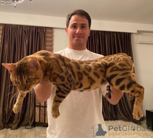 Foto №2 zu Ankündigung № 140977 zu verkaufen  - einkaufen Georgien vom kindergarten, züchter