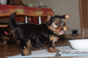 Foto №1. yorkshire terrier - zum Verkauf in der Stadt Fleurus | 650€ | Ankündigung № 165192