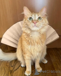 Foto №1. maine-coon-katze - zum Verkauf in der Stadt Дортмунд | 550€ | Ankündigung № 132964