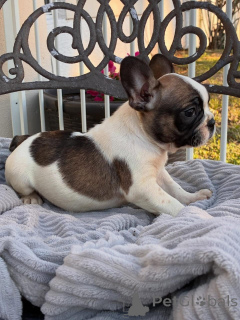 Foto №3. Entzückende französische Bulldoggen-Welpen suchen ein liebevolles Zuhause!. Deutschland