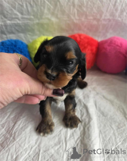 Foto №1. mischlingshund - zum Verkauf in der Stadt Aizlenten | 350€ | Ankündigung № 153377