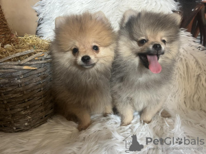 Foto №3. Pomeranian BOO pomeranians. Serbien