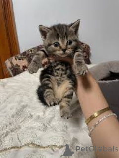 Foto №1. europäisch kurzhaar - zum Verkauf in der Stadt Brüssel | 580€ | Ankündigung № 164242