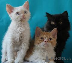 Foto №3. Selkirk Rex -pennut valmiina uusiin koteihin. Finnland