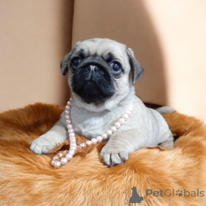 Foto №2 zu Ankündigung № 164918 zu verkaufen mops - einkaufen Ukraine vom kindergarten, züchter