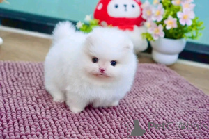 Foto №3. Pomeranian-Welpen verfügbar 16063318962. Deutschland