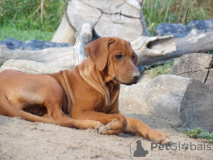 Foto №2 zu Ankündigung № 139004 zu verkaufen rhodesian ridgeback - einkaufen Polen züchter