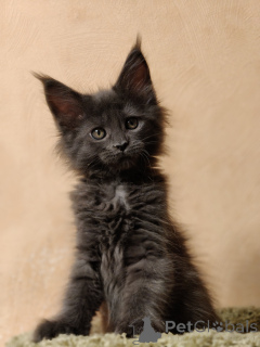 Foto №2 zu Ankündigung № 163188 zu verkaufen maine-coon-katze - einkaufen Russische Föderation vom kindergarten