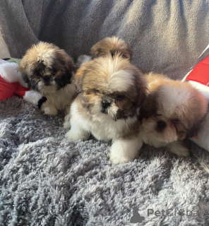 Foto №3. 12 Wochen alter männlicher und weiblicher Shihtzu.. Georgien