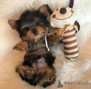 Foto №2 zu Ankündigung № 136546 zu verkaufen yorkshire terrier - einkaufen Frankreich quotient 	ankündigung