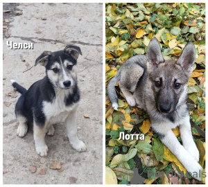 Foto №1. mischlingshund - zum Verkauf in der Stadt Москва | Frei | Ankündigung № 79265