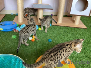 Foto №4. Ich werde verkaufen savannah-katze in der Stadt Berlin.  - preis - 484€