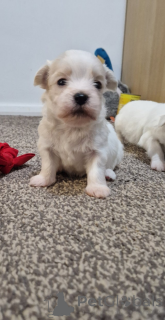 Foto №3. Bichon Havaneser!. Griechenland