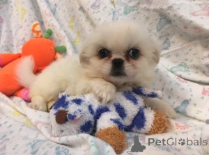 Foto №1. pekingese - zum Verkauf in der Stadt Ansbach | verhandelt | Ankündigung № 170018