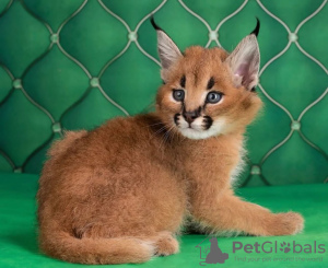 Foto №1. caracal - zum Verkauf in der Stadt Helsinki | verhandelt | Ankündigung № 117921