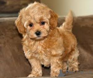 Foto №3. Maltipoo-Puppys Klaar Voor Verkoop en adoptie. Niederlande