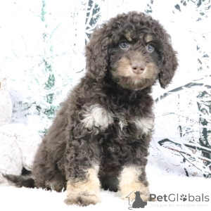 Foto №3. Weibchen, 9 Wochen alt, bereit, nach Hause zu gehen. Großbritannien