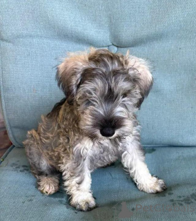 Foto №4. Ich werde verkaufen schnauzer in der Stadt Region Hannover. quotient 	ankündigung - preis - 580€