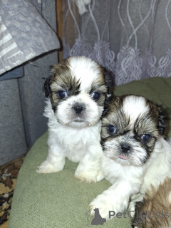 Foto №2 zu Ankündigung № 167393 zu verkaufen lhasa apso, german spitz, pommersche spitz, shih tzu - einkaufen Litauen quotient 	ankündigung, vom kindergarten, züchter