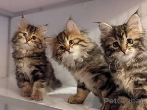 Foto №1. sibirische katze - zum Verkauf in der Stadt Krakau | 400€ | Ankündigung № 173289