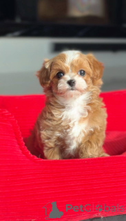 Foto №1. mischlingshund - zum Verkauf in der Stadt Berlin | verhandelt | Ankündigung № 166821