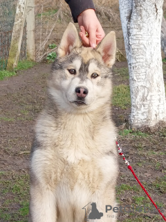 Foto №4. Ich werde verkaufen siberian husky in der Stadt Pećinci. züchter - preis - 1500€