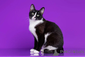 Foto №1.  - zum Verkauf in der Stadt Москва | Frei | Ankündigung № 140657