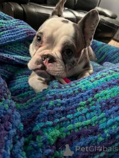 Foto №2 zu Ankündigung № 132569 zu verkaufen französische bulldogge - einkaufen USA 