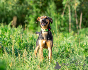 Foto №2 zu Ankündigung № 166637 zu verkaufen mischlingshund - einkaufen Russische Föderation quotient 	ankündigung