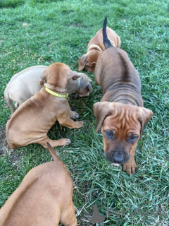 Foto №3. Rhodesian Ridgeback Welpen zur Adoption. Deutschland
