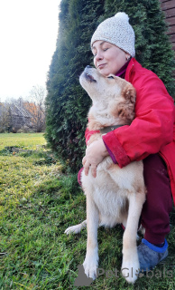 Foto №2 zu Ankündigung № 59928 zu verkaufen mischlingshund - einkaufen Russische Föderation quotient 	ankündigung