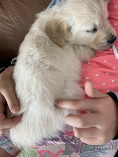 Foto №1. golden retriever - zum Verkauf in der Stadt Antwerpen | Frei | Ankündigung № 154174