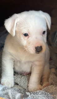 Foto №1. jack russell terrier - zum Verkauf in der Stadt Saint-Alexandre | 1000€ | Ankündigung № 128106