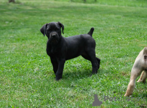 Zusätzliche Fotos: Boerboel-Welpen (Südafrikanischer Mastiff).